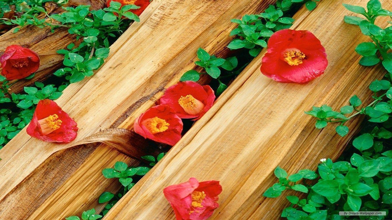 Free Tulips In Spring Flower Wallpaper Wallpaper