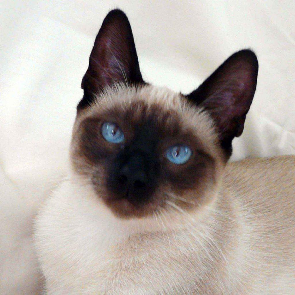 Traditional Siamese Cats Wallpaper Siamese Cat Breeders Fiercely