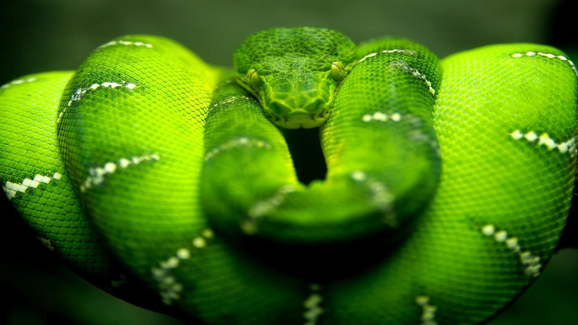 Green boa snake HD wide screen photography free desktop background