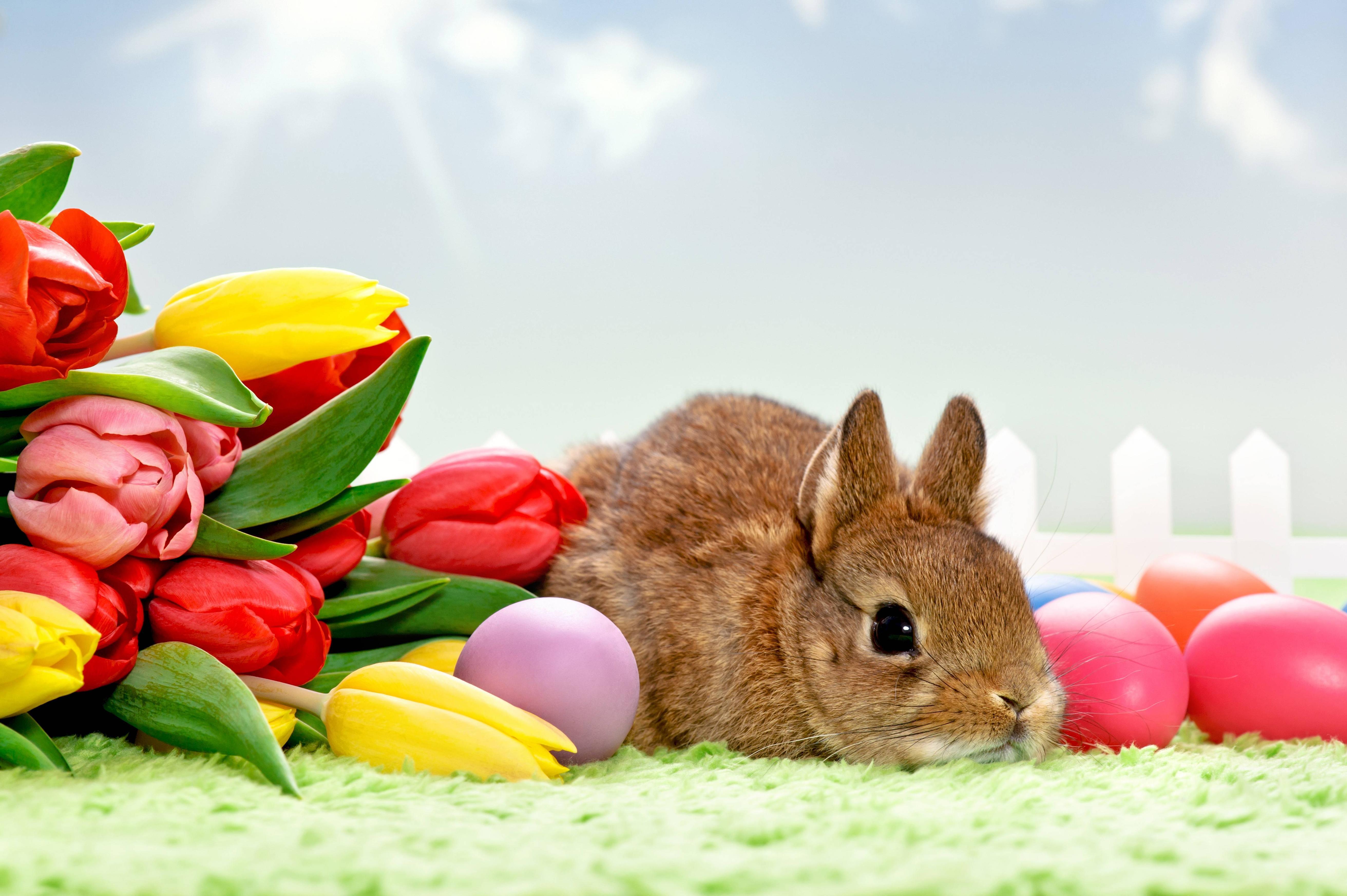 Tulips and Easter bunny wallpaper and image