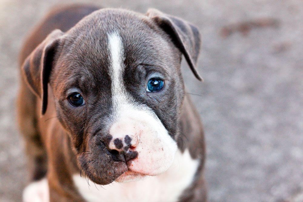 American Pitbull Terrier Cute Wallpaper HD Resolution