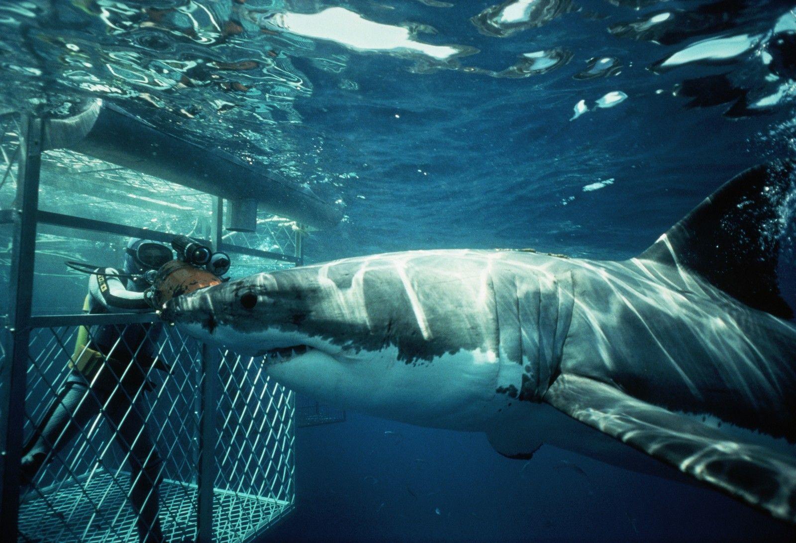 Diver in Cage Observing Shark