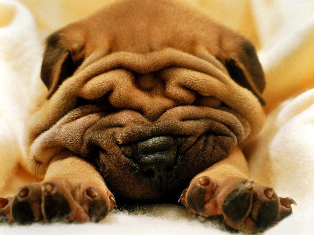 Ugly Dog. Photo and Desktop Wallpaper