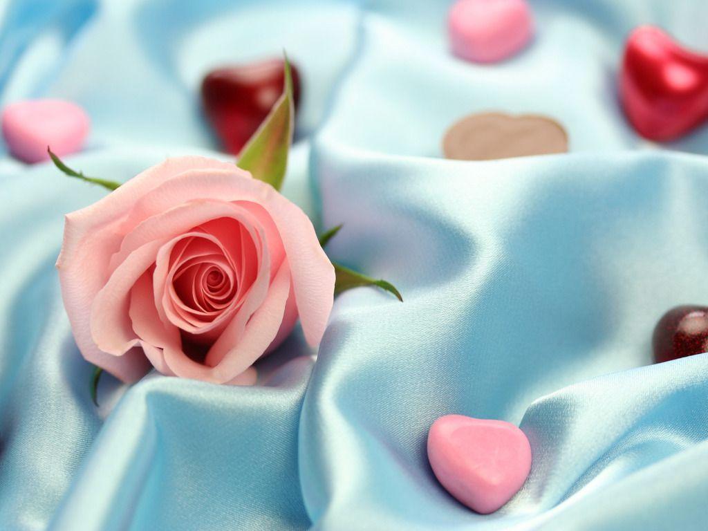 pink rose on baby blue wallpaper wxdo - Image And Wallpaper