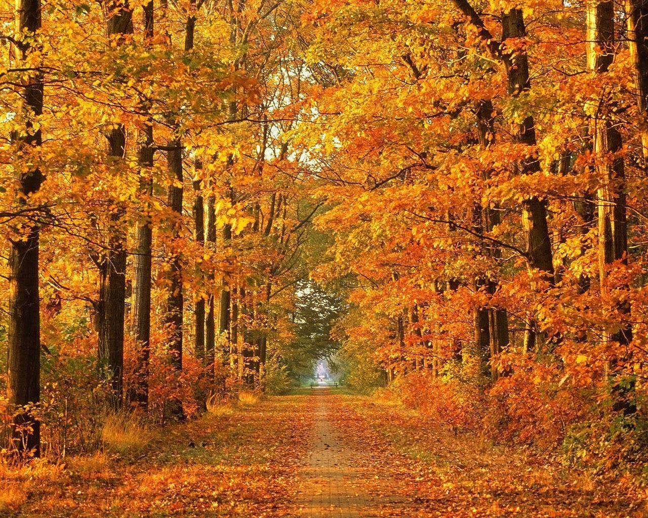 image For > Fall Trees Background Wallpaper