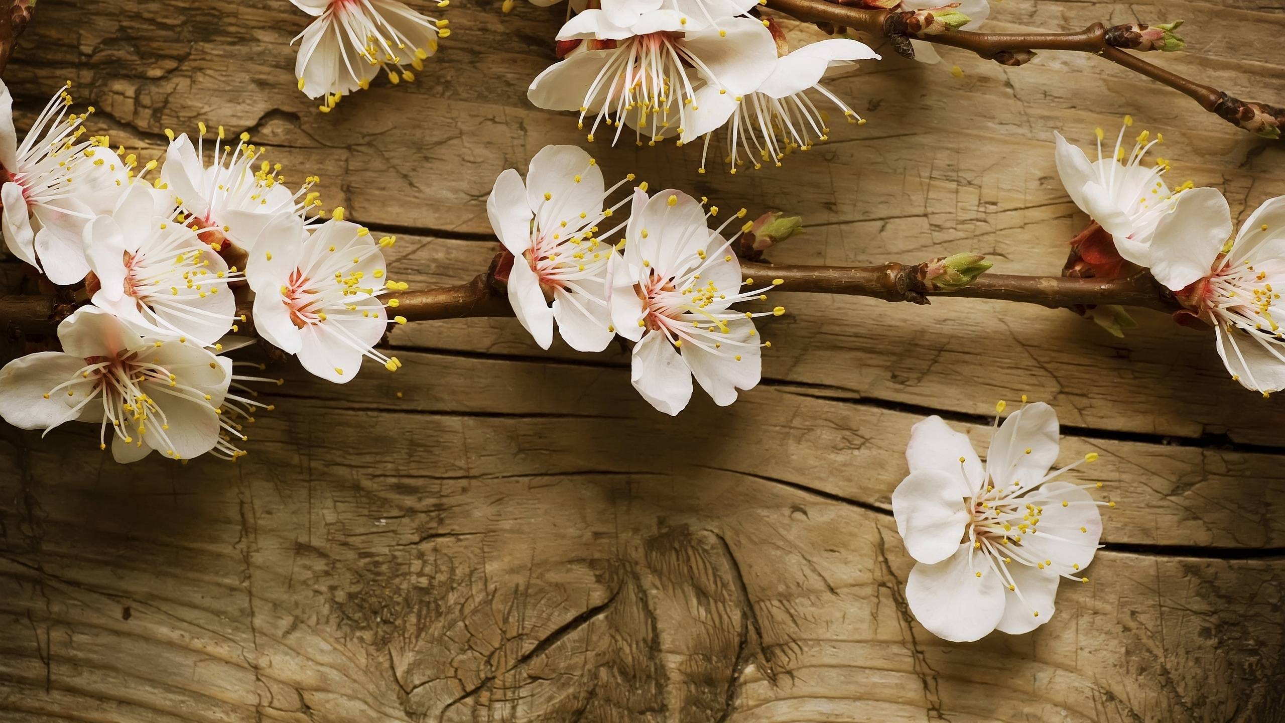 Cherry Blossom Wood Wallpaper