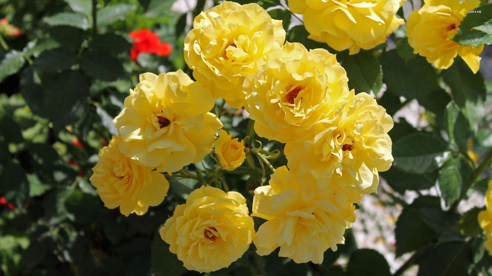 Flowers For > Yellow Rose Flower Wallpaper HD