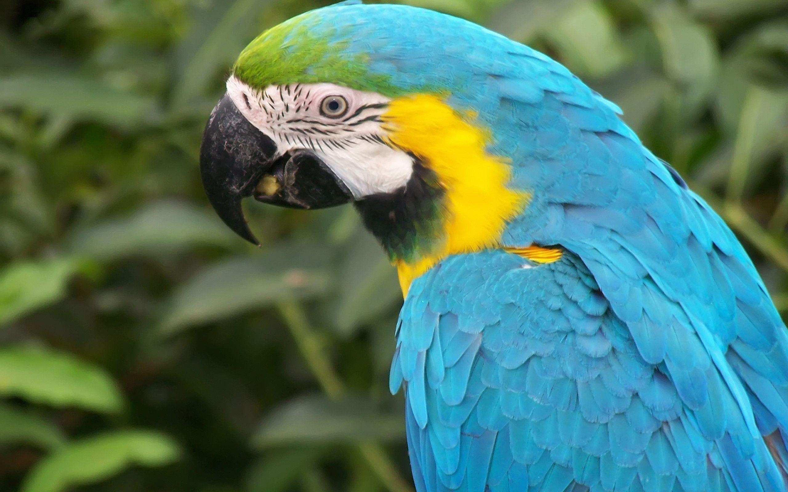Blue Macaw Parrot Wallpaper
