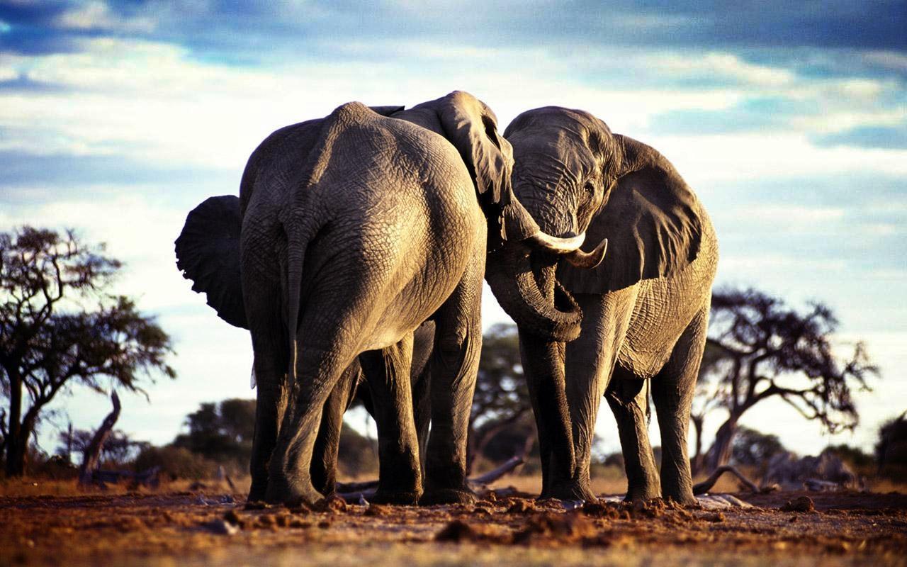 Wallpaper > African Elephants > AFRICAN ELEPHANTS PICTURES 3