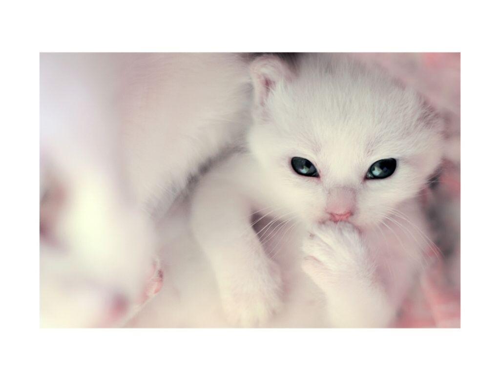 Wallpaper For > White Cats And Kittens Wallpaper
