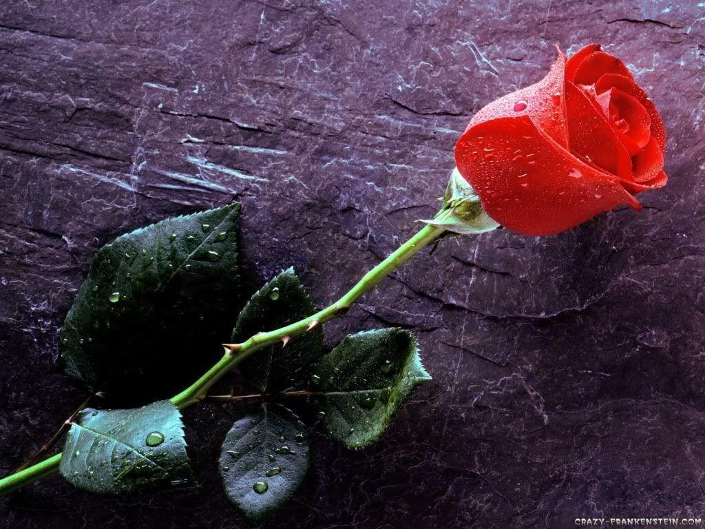 True Love Forever Rose Wallpaper Photo