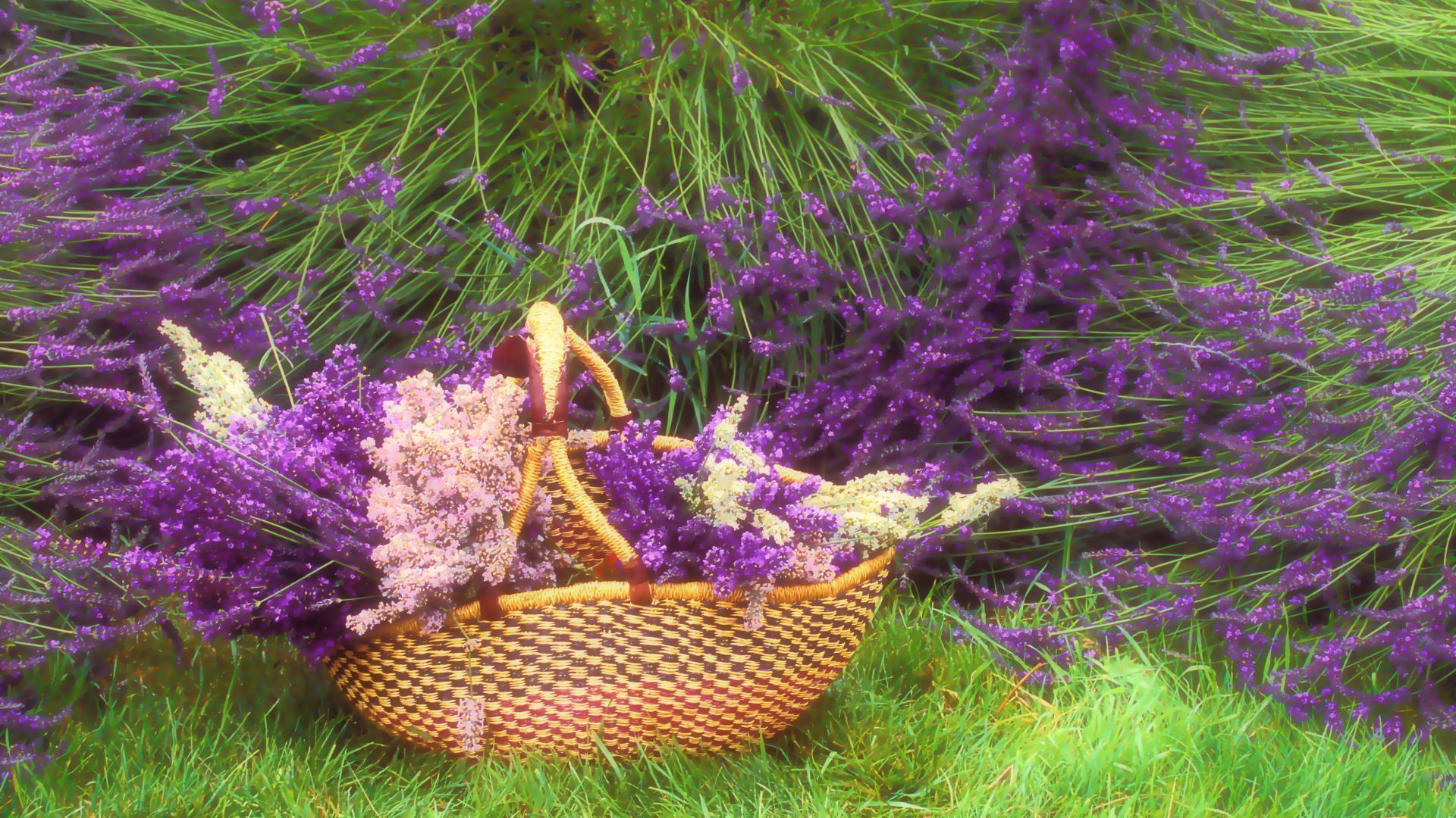 Basket of lavender HD Wallpaper. Download HD Wallpaper for Desktop
