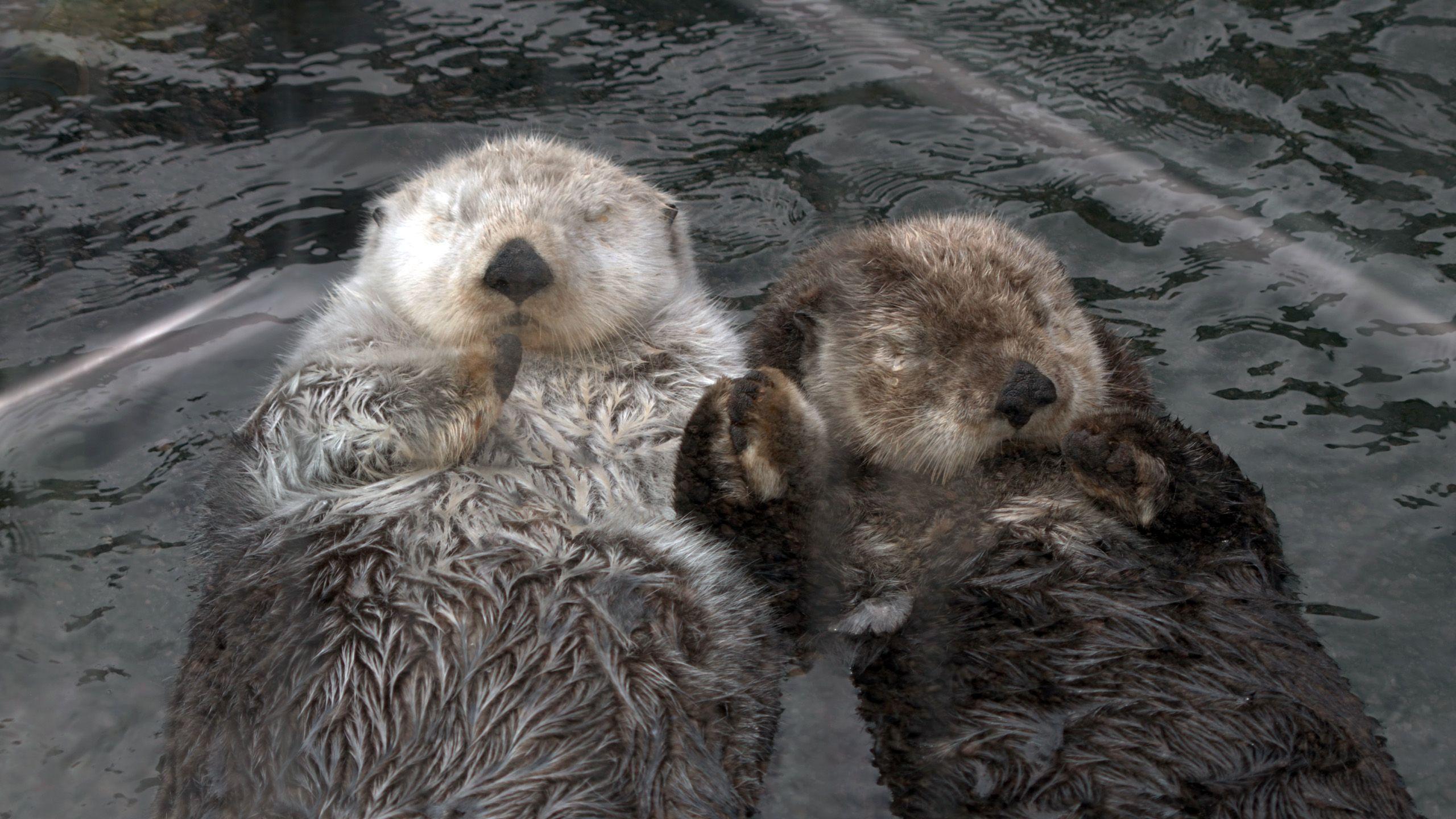 image For > Sea Otters Wallpaper