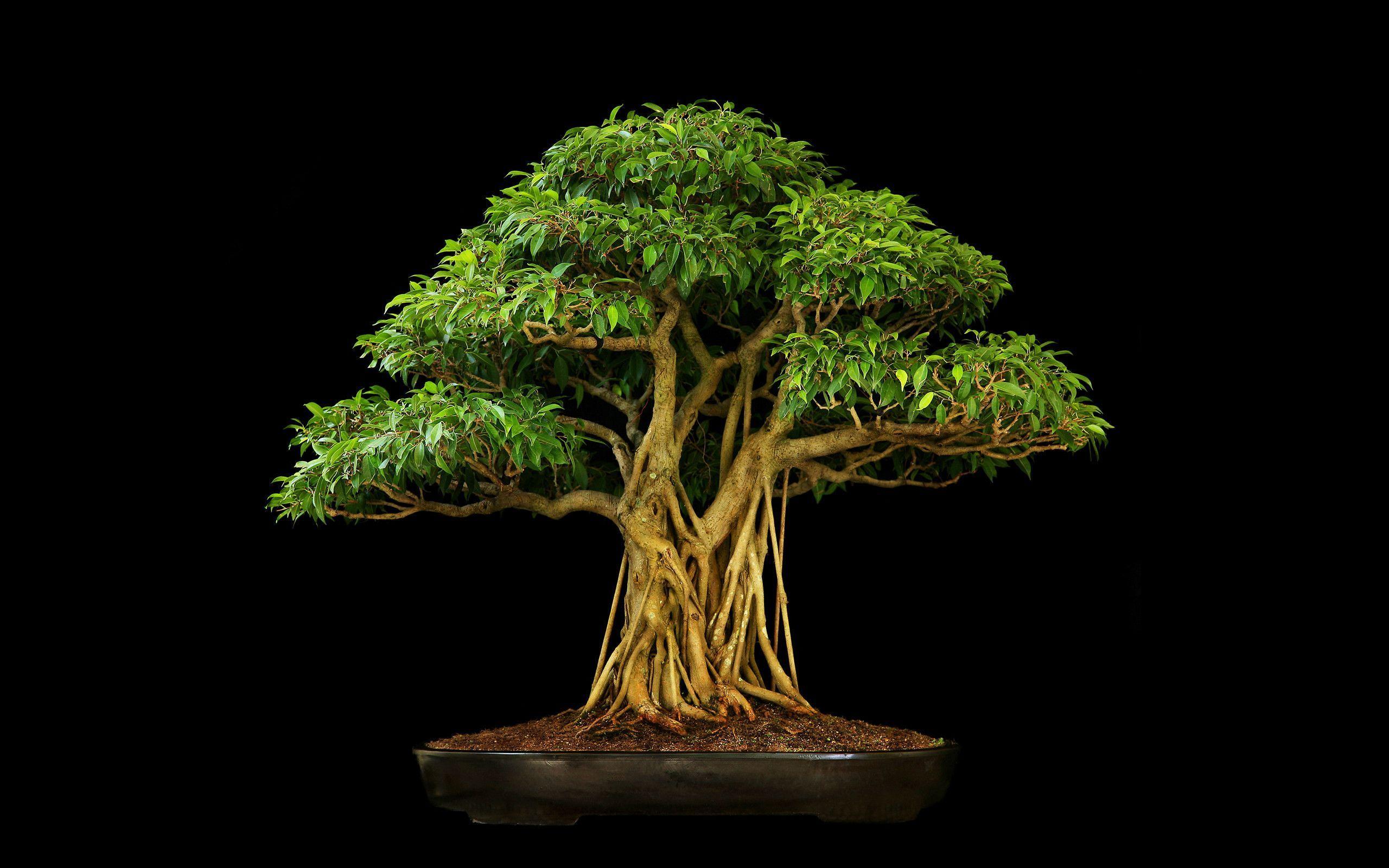 Amazing Bonsai Tree Background of the decade Check it out now 