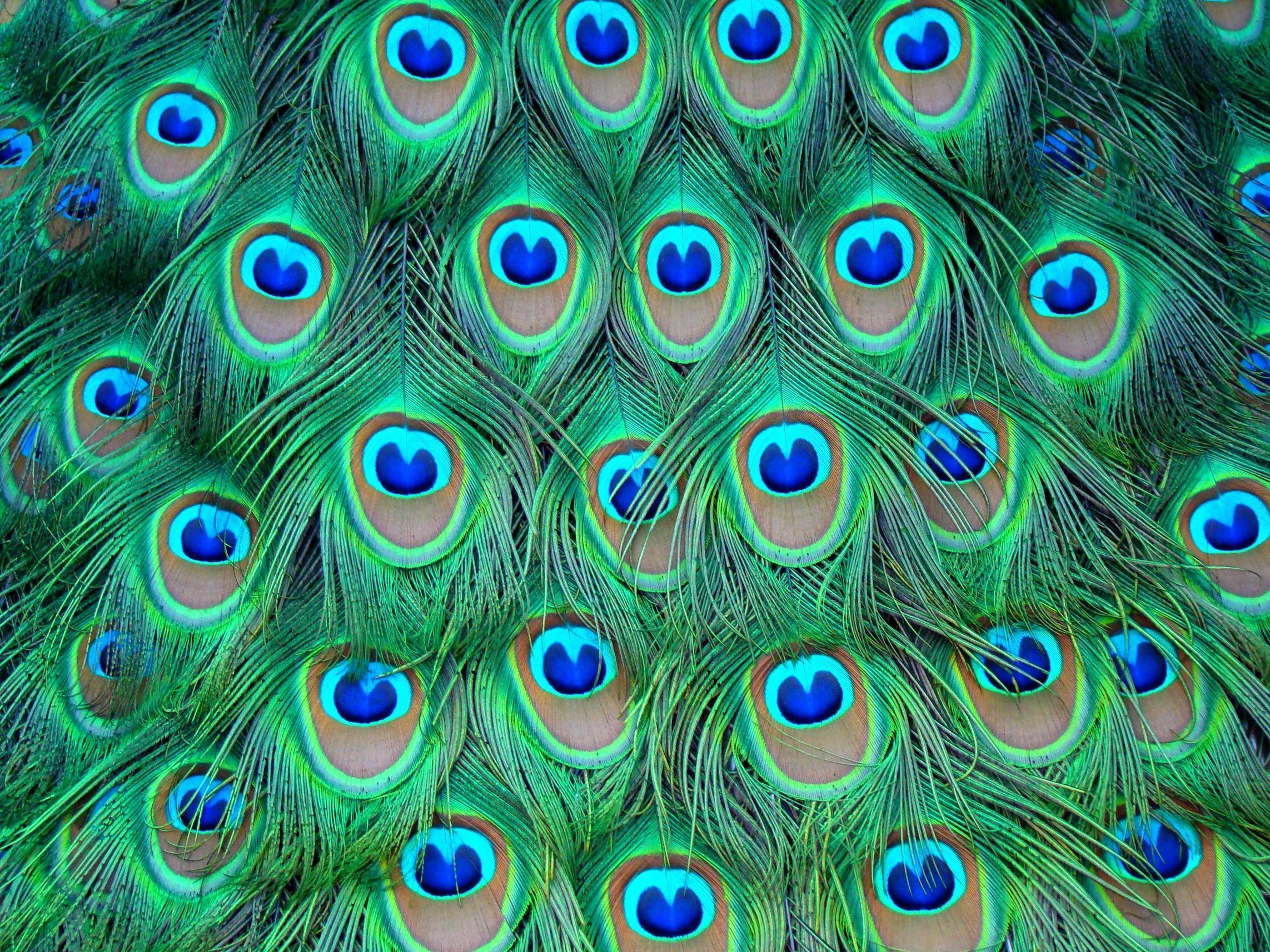 Picture Of Peacocks Feathers 55697 Wallpaper: 3264x2448