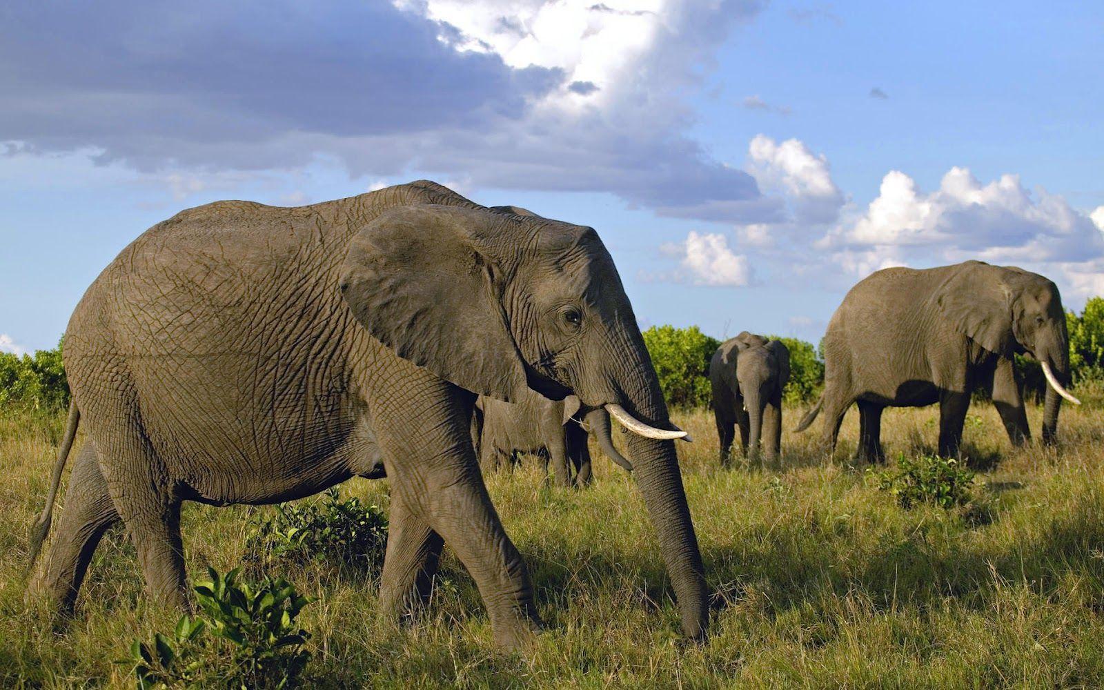 Pix For > Herd Of Elephants Wallpaper