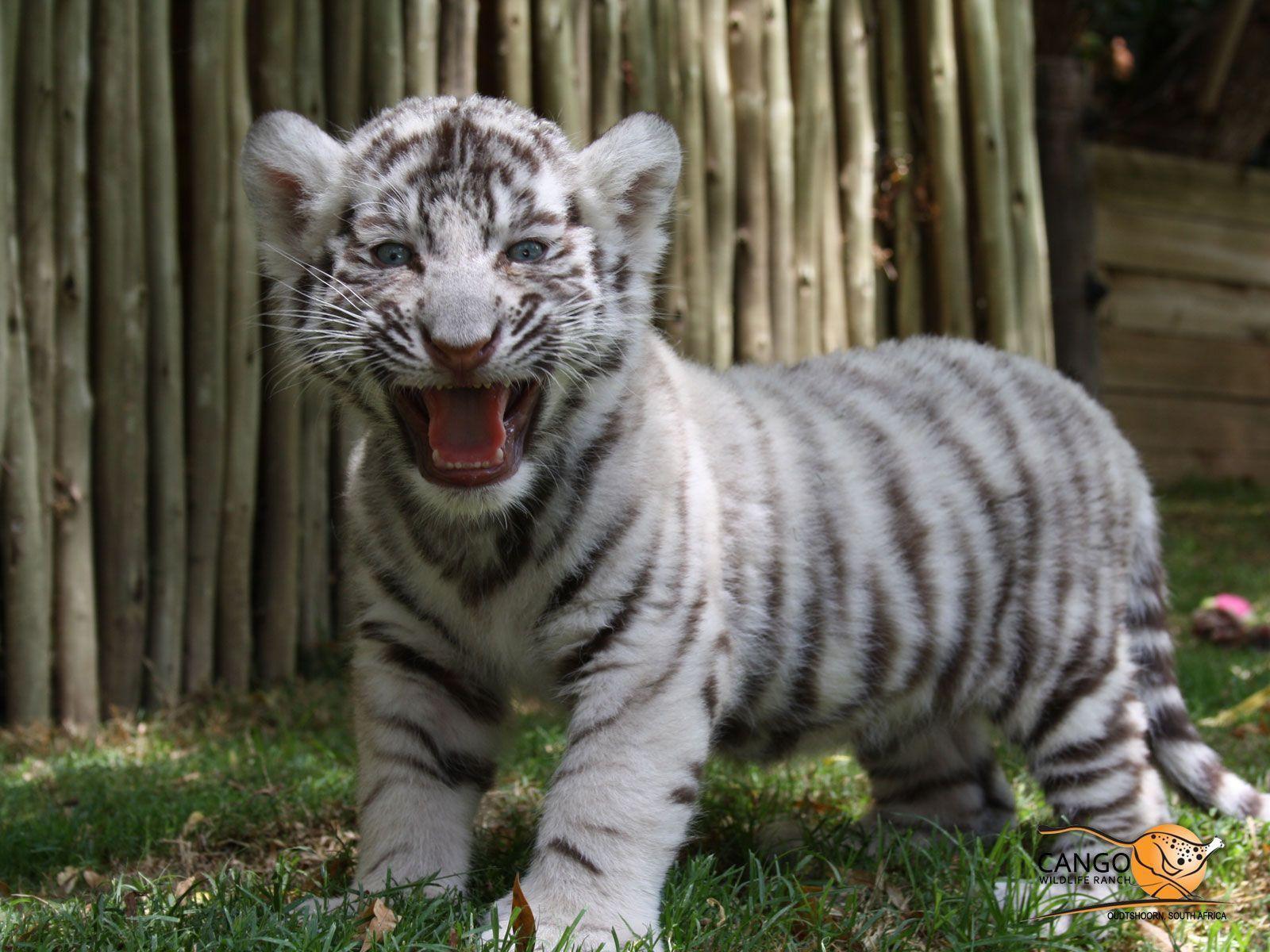 White Tiger Cub Wallpapers - Wallpaper Cave