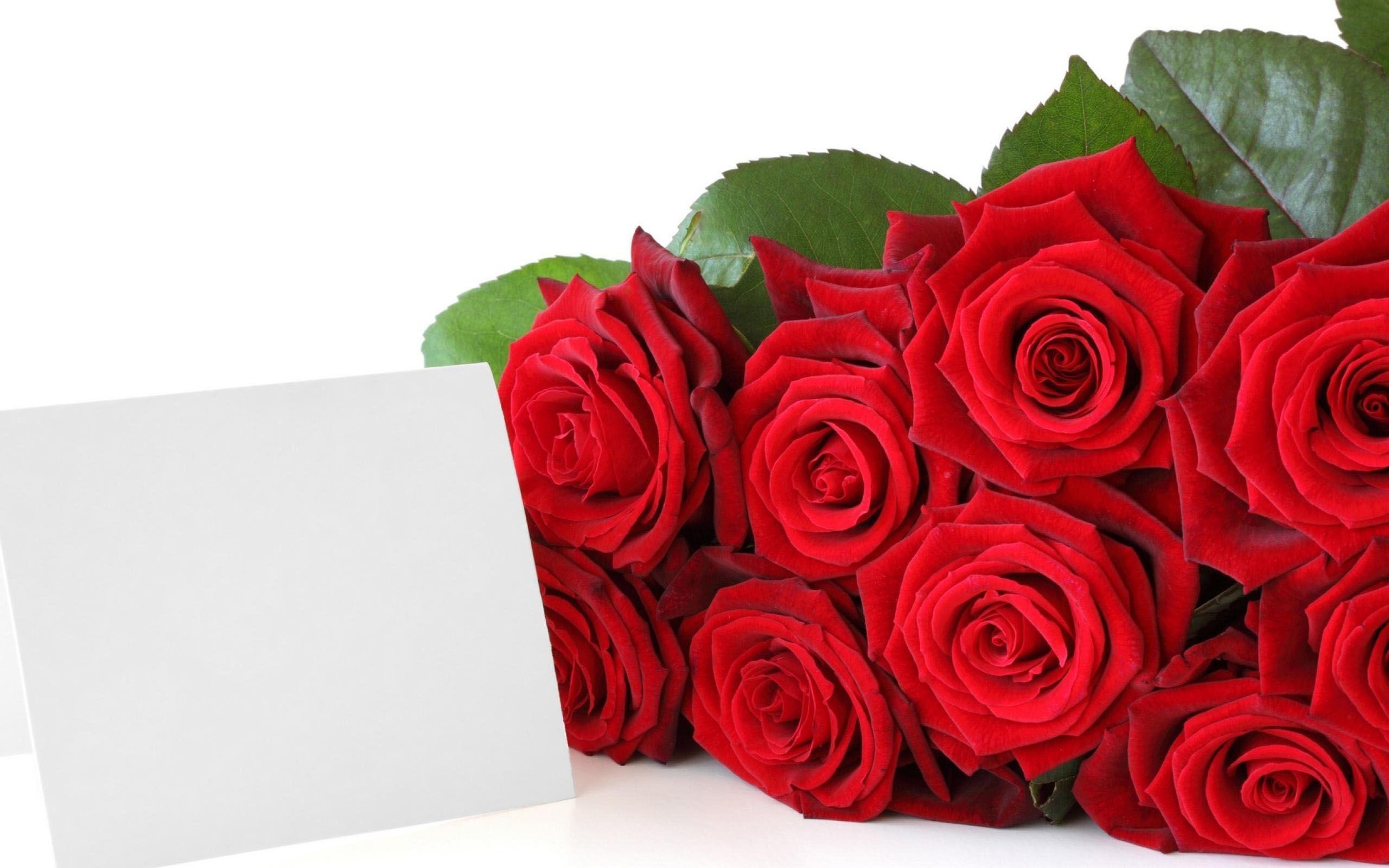 Red Roses Picture Free Download Wallpaper