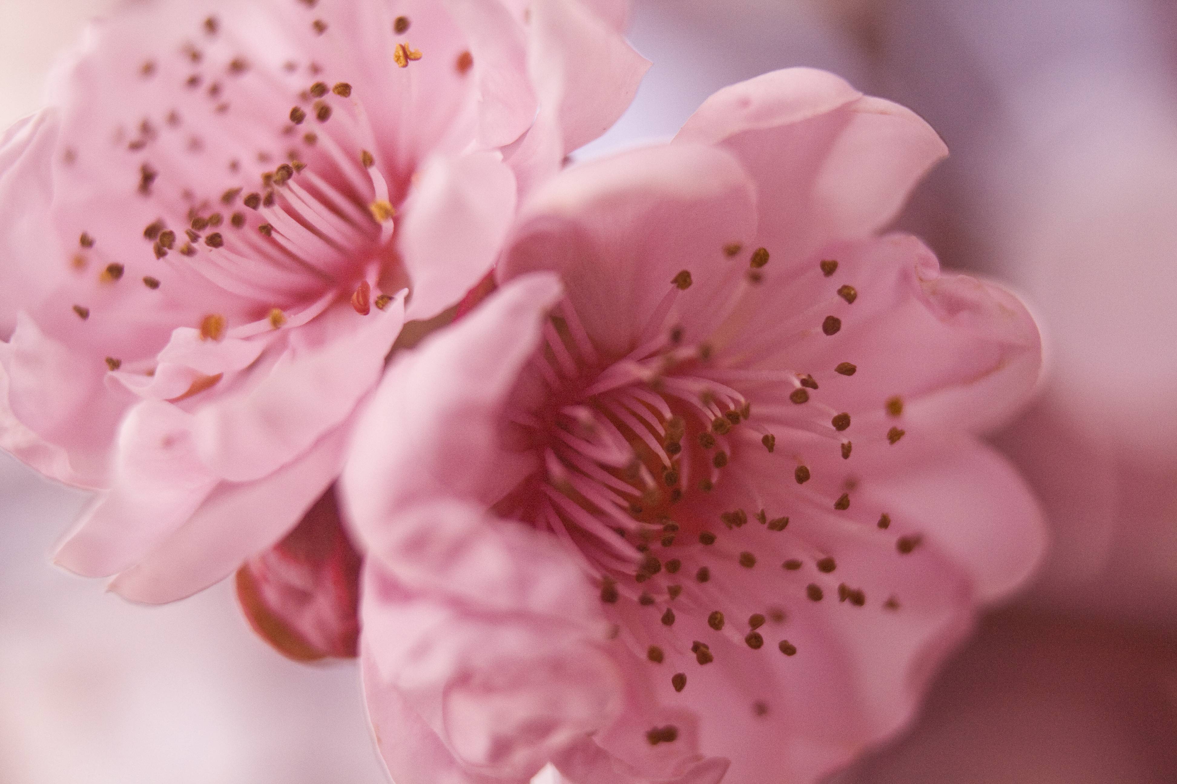 Pretty Pink Flowers Photo 307007 Image HD Wallpaper. Wallfoy