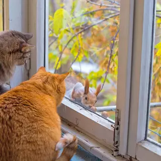 Cats watching a squirrel