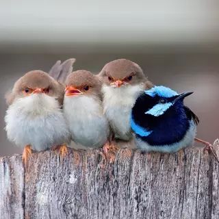 Angry little birds
