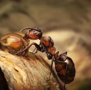 Ant by Eli Fabien