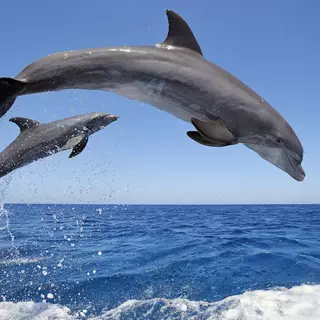 Dolphins jumping