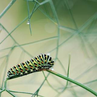 Caterpillar by Susann Mielke