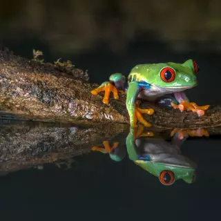 Red Eyed Tree Frog