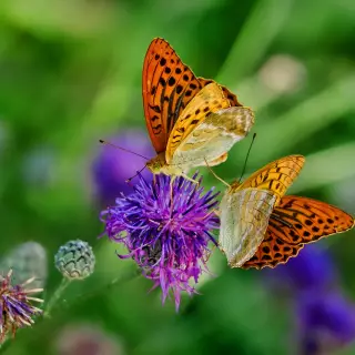 Two butterflies