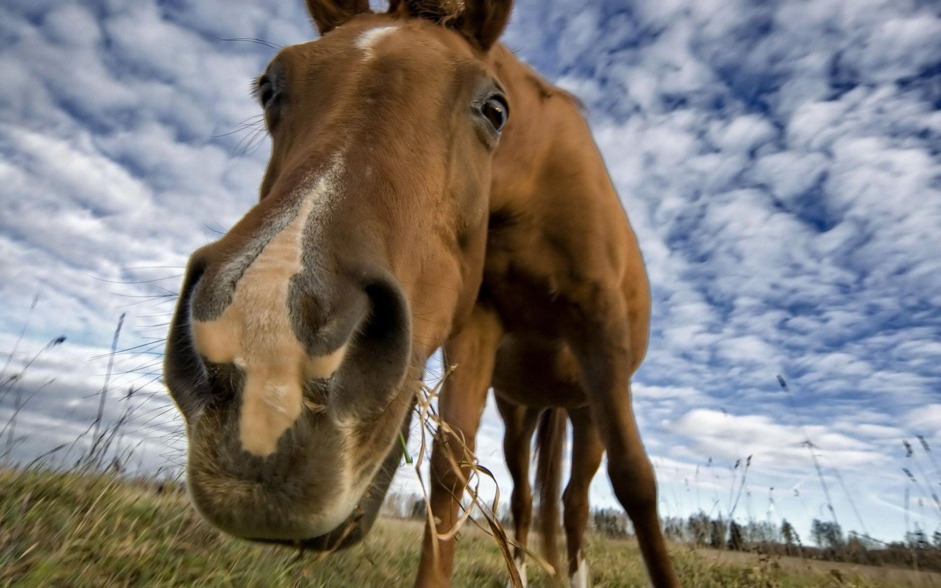 Hello Horse Wallpaper