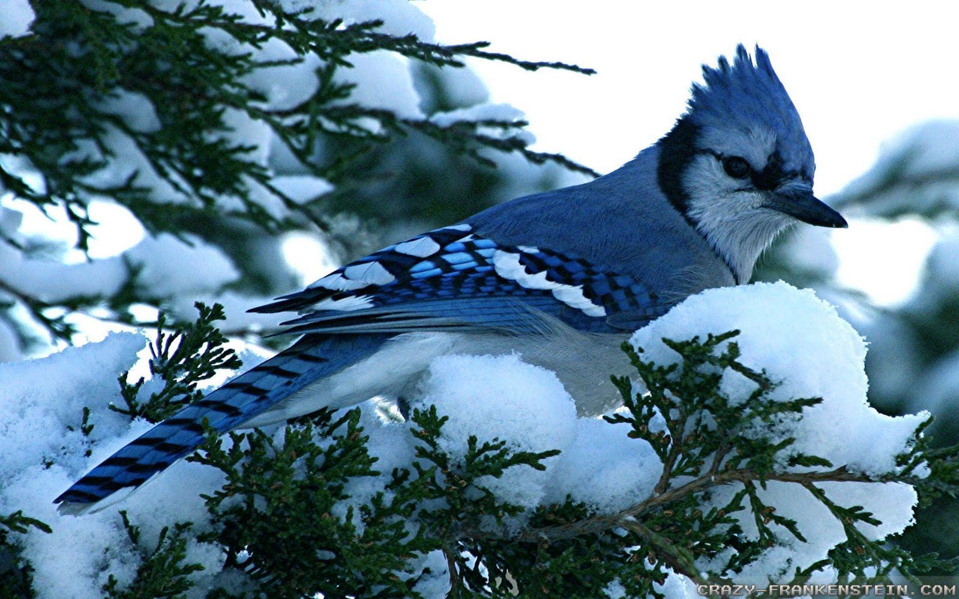 Download Blue Jay Winter Birds Wallpaper. Full HD Wallpaper