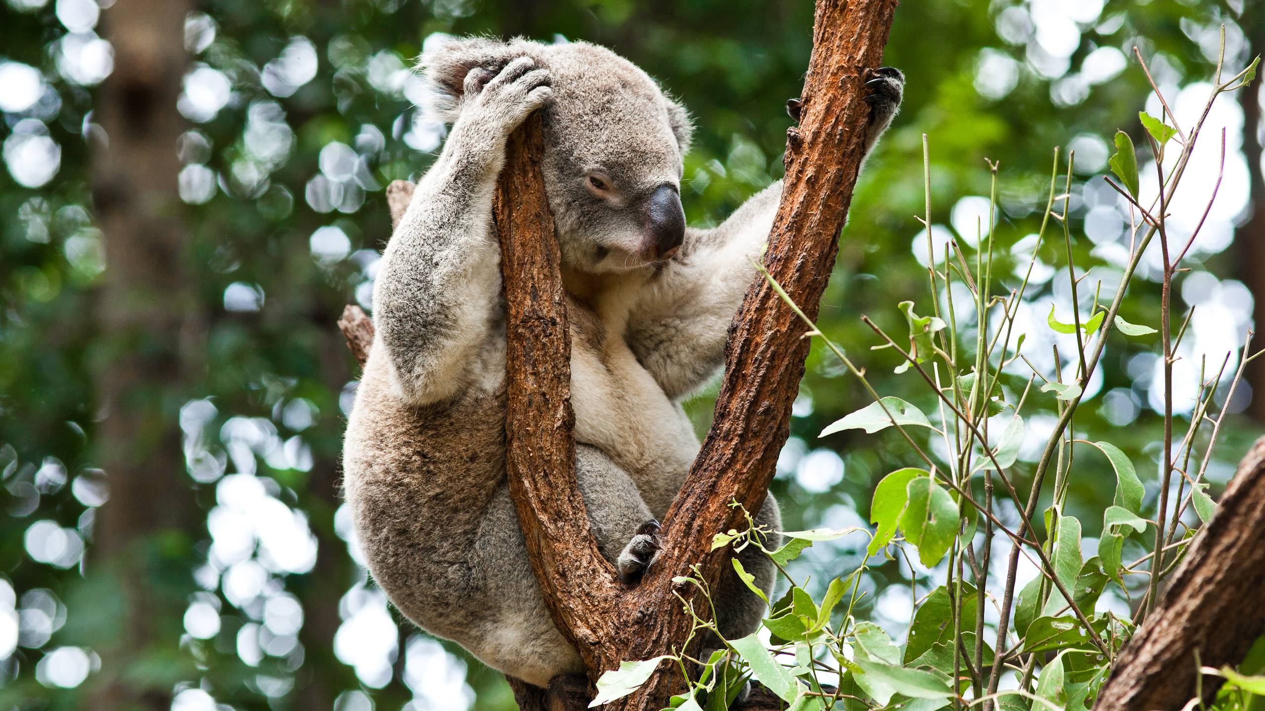 Download Koala Wallpaper 12961 2560x1440 px High Resolution