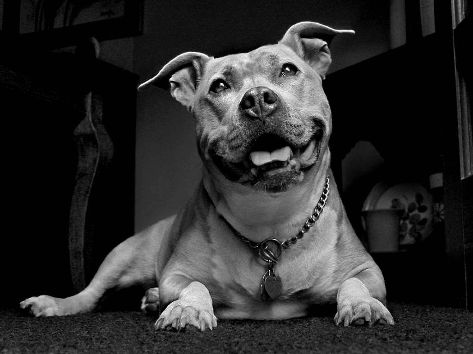 black white pit bull wallpaper