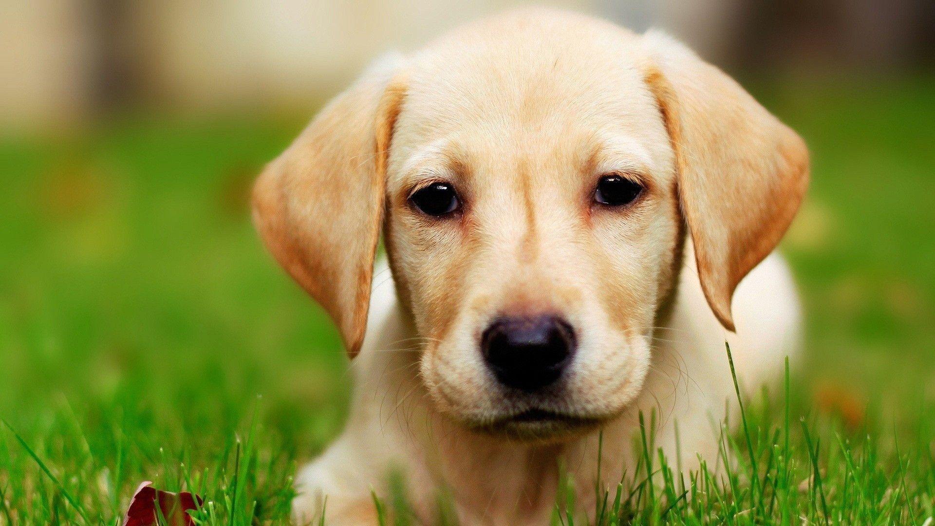 Dog Labrador wallpaper