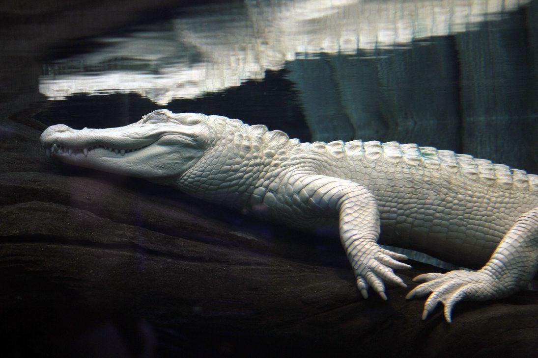 Leucistic alligator Image HD Wallpaper Download Logo And Photo