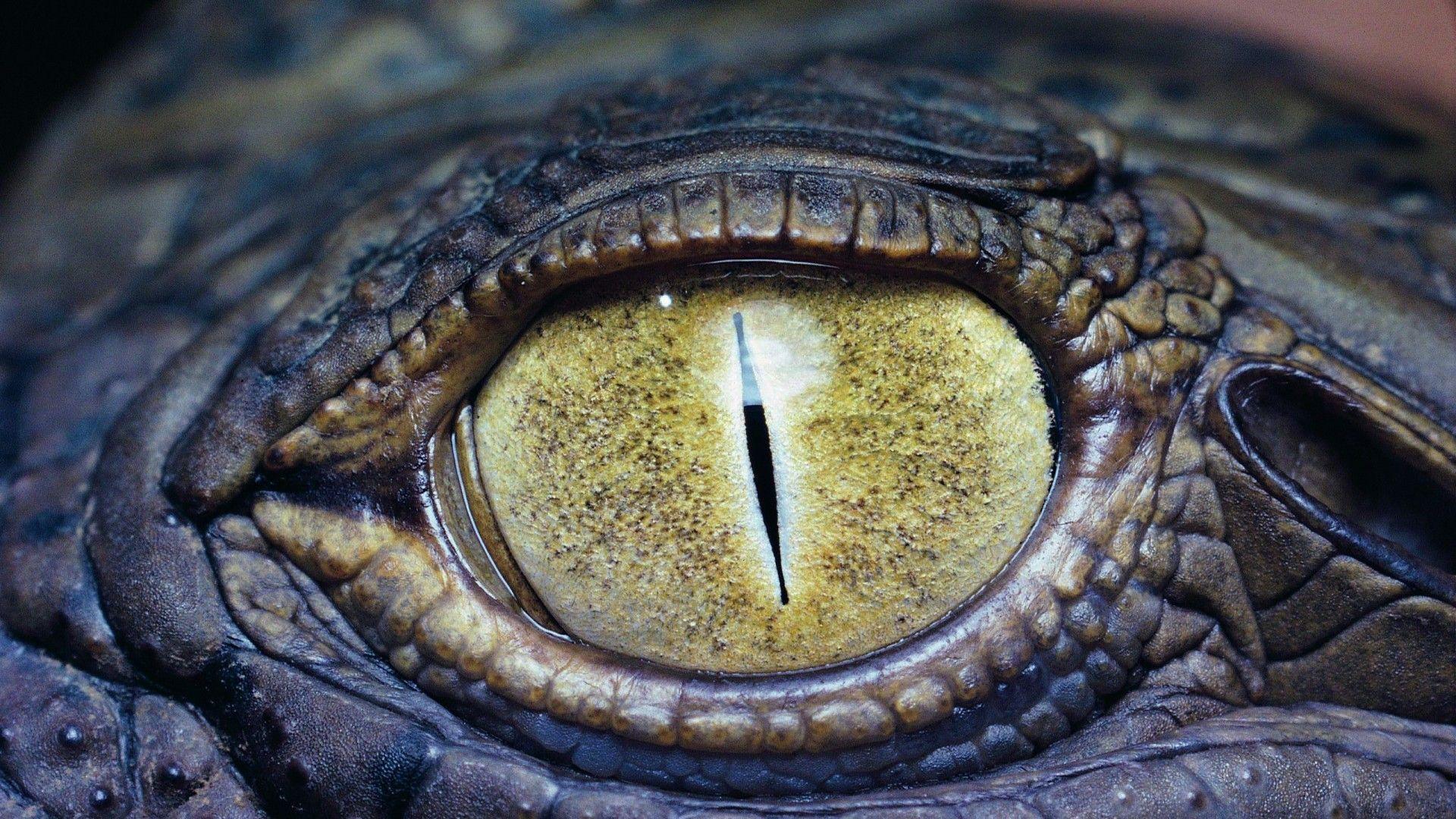 Eye of the crocodile Wallpaper 1920x1080