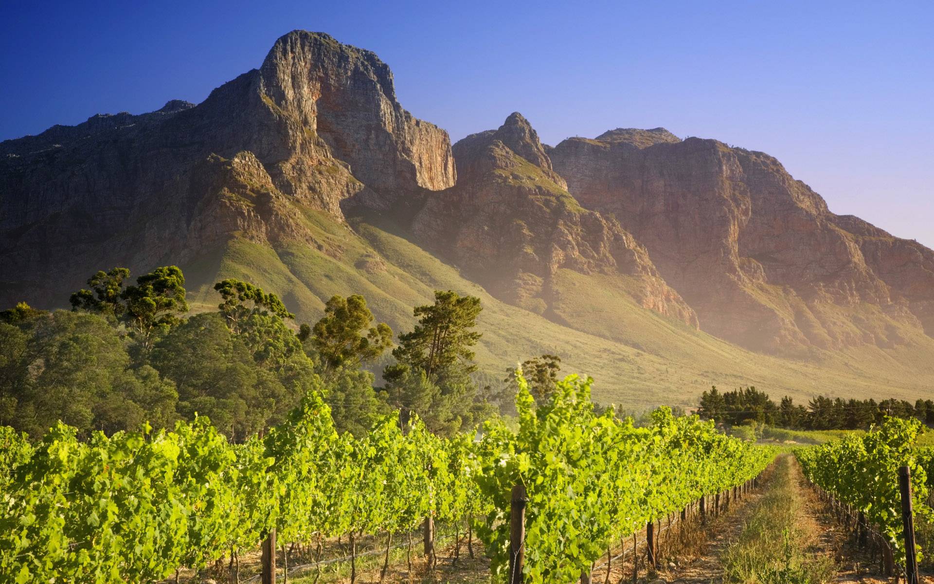 Vineyard South Africa wallpaper