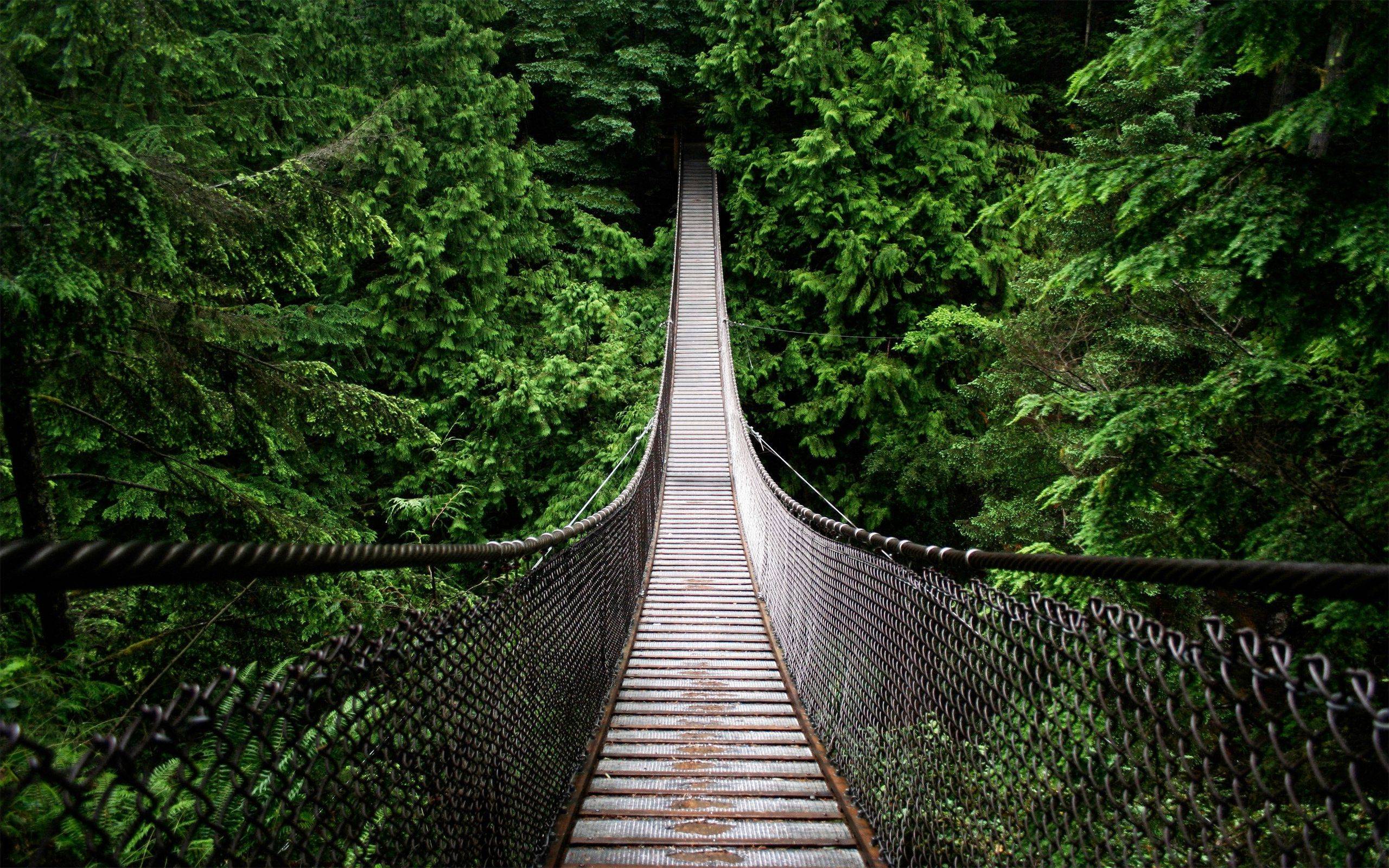 Hanged Bridge in the Jungle Wallpaper and