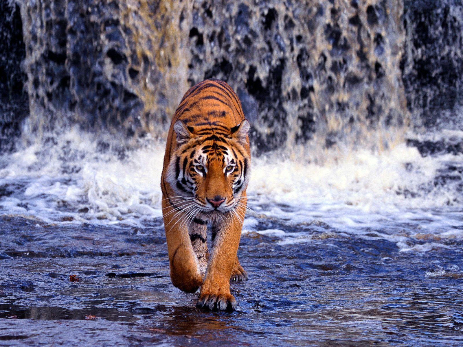 Tiger HD Wallpaper