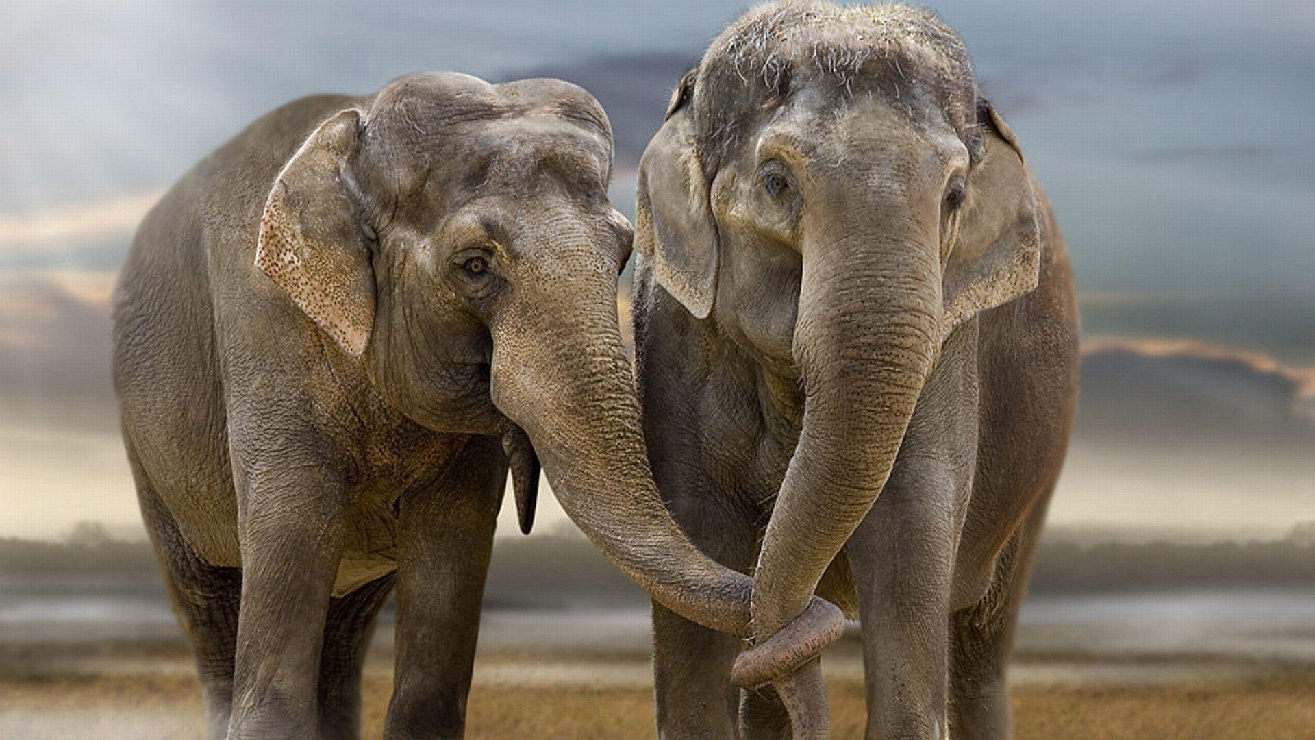 Cute Elephant desktop Wallpaper Pics free download