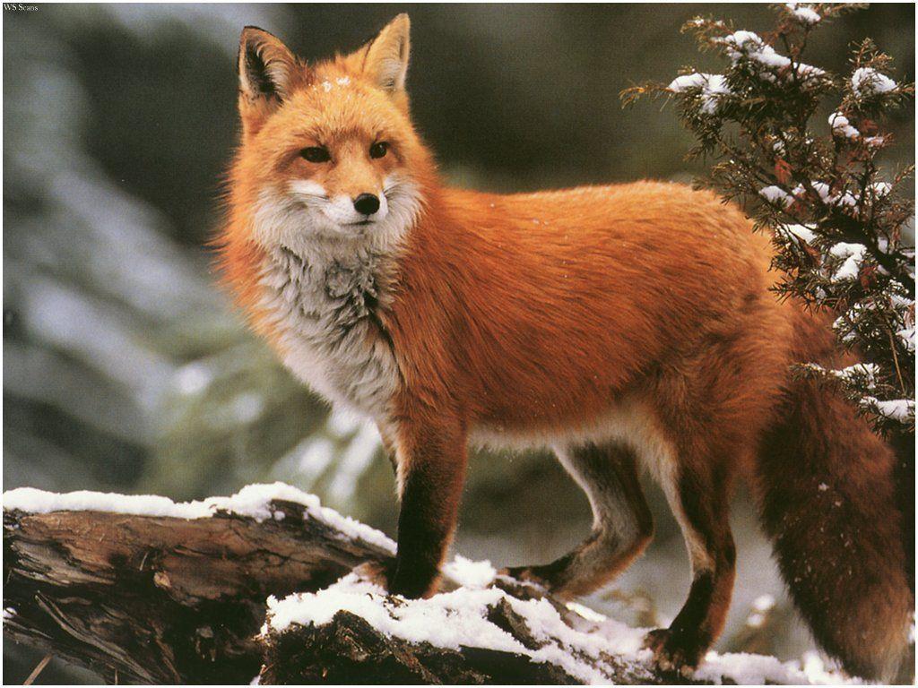 Winter red fox wallpaper- & Ally