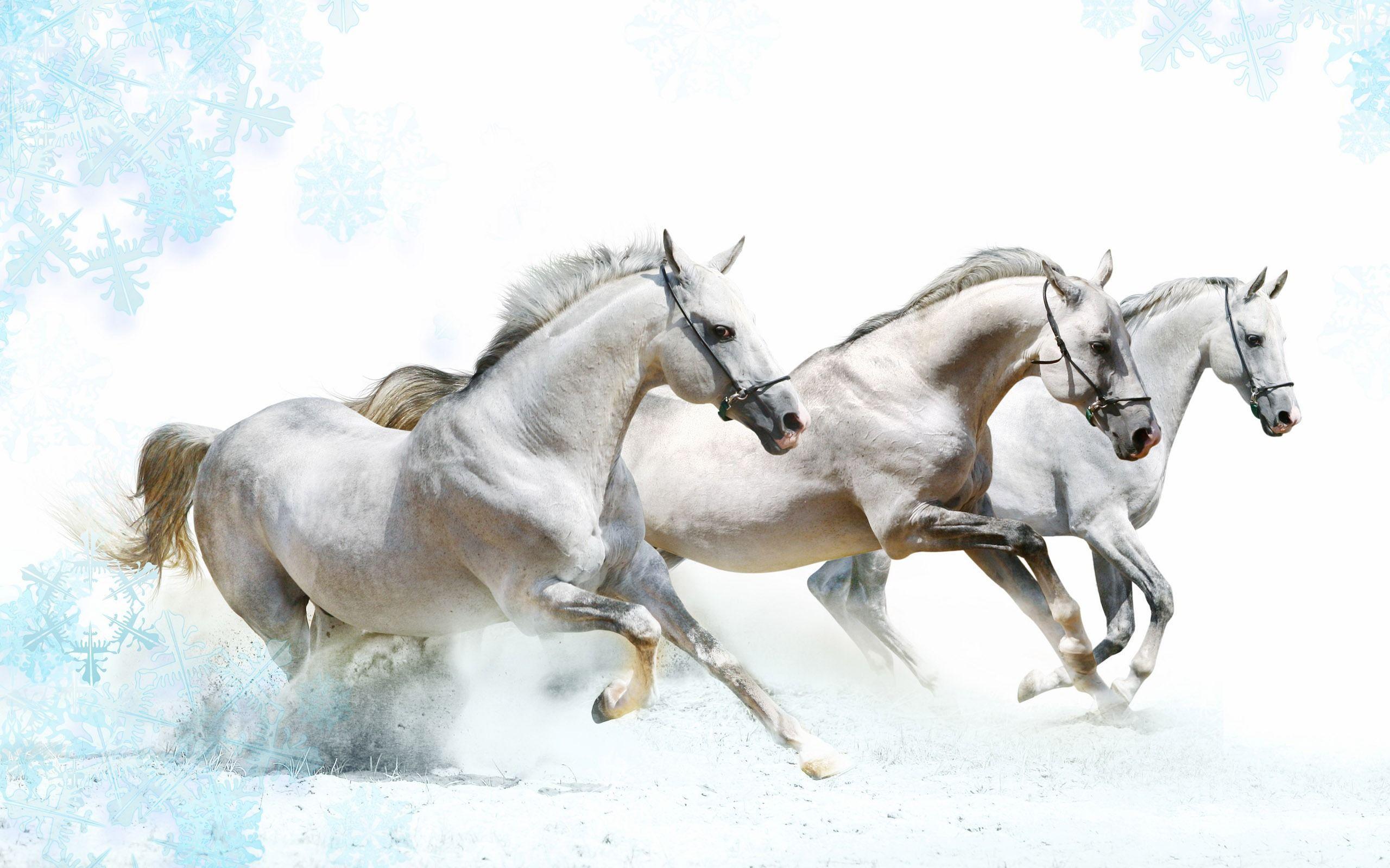 Wallpaper For > White Horse Wallpaper