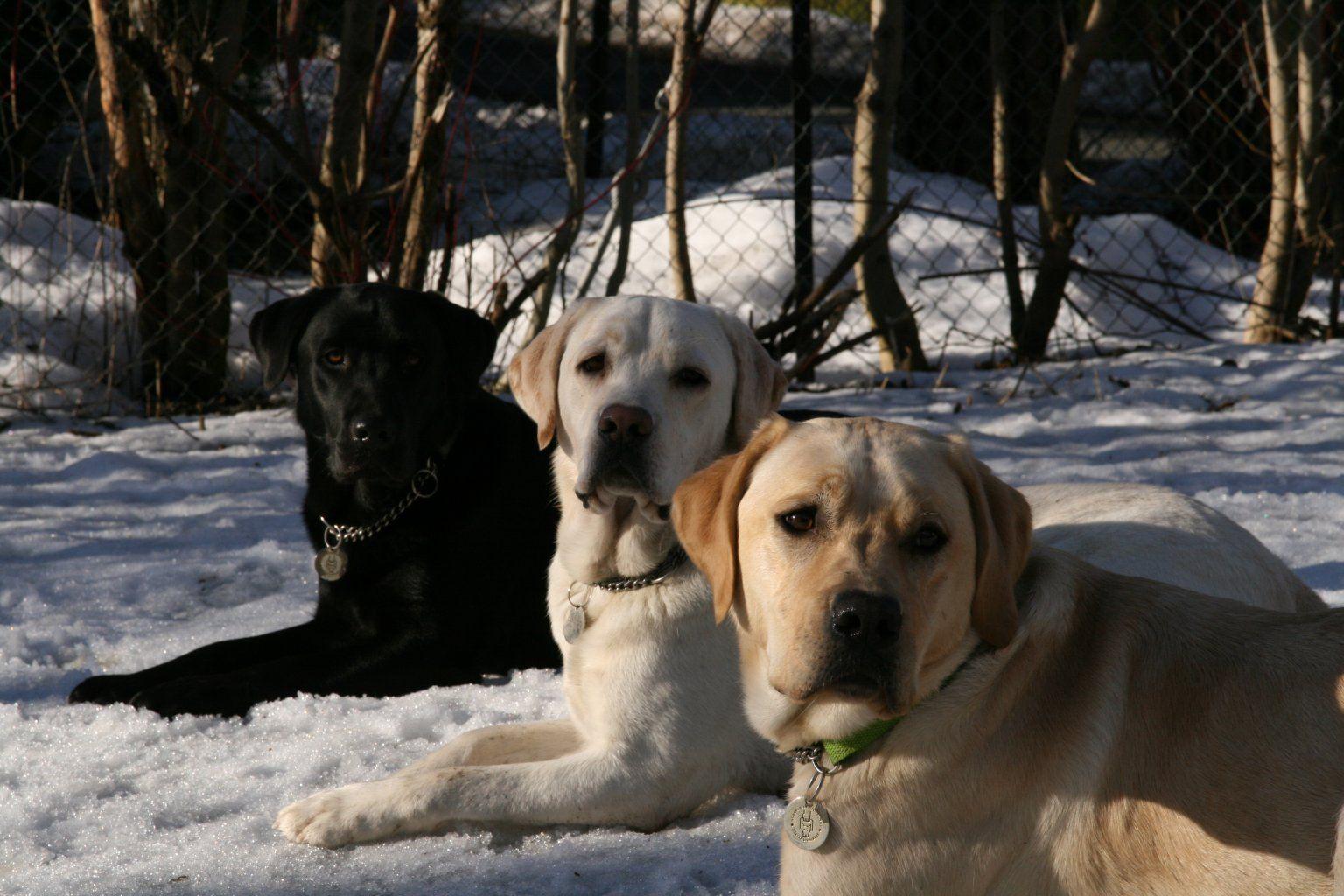 Labrador (Lab) Retriever Wallpaper, Puppy Picture, Breed Info