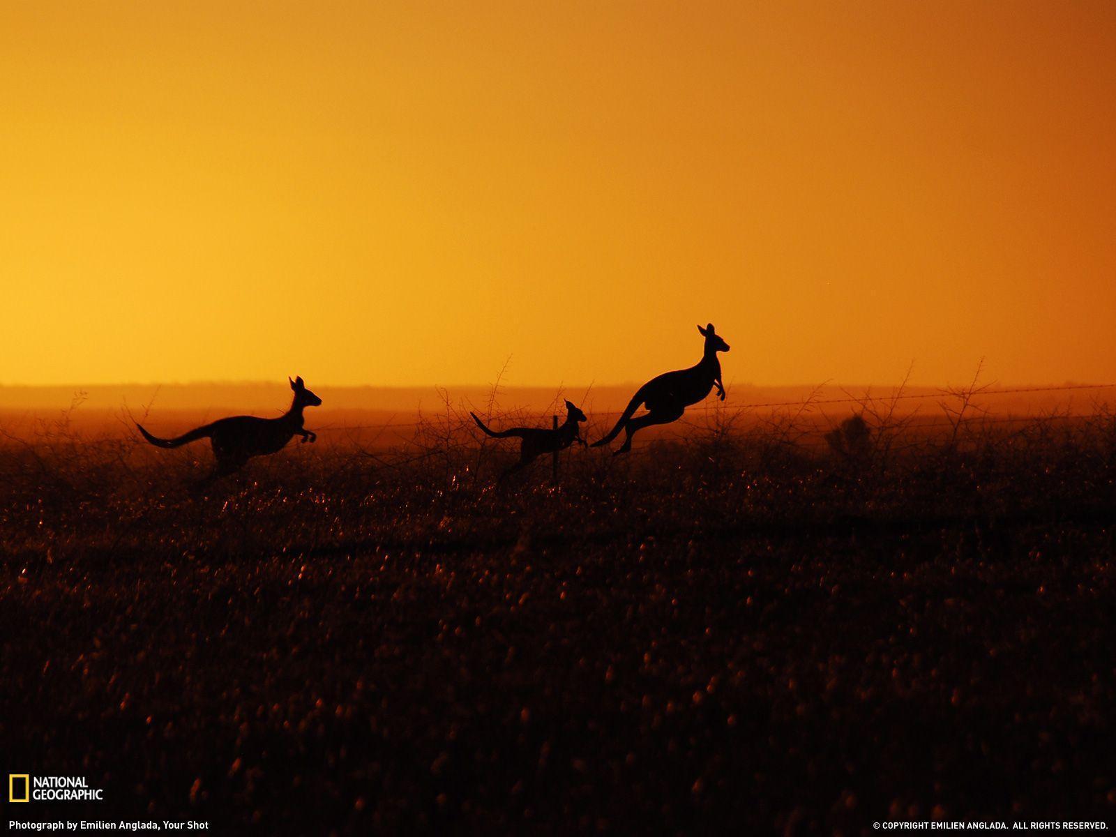 Kangaroo Picture