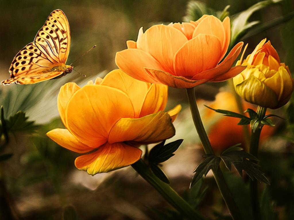 Butterfly Wallpaper