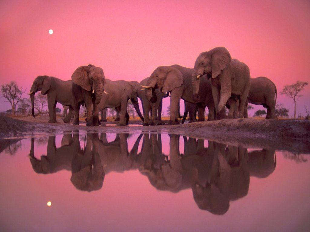 Wallpaper For > Colorful Elephant Wallpaper