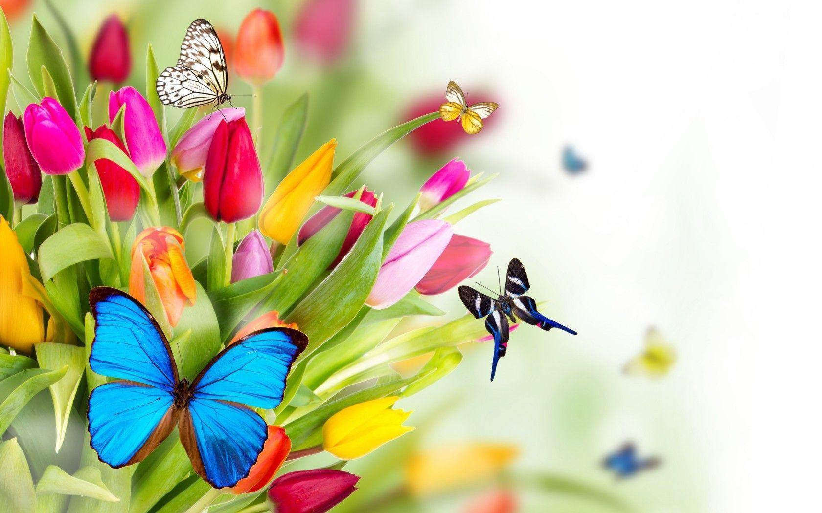 Tulips and Butterflies widescreen wallpaper. Wide