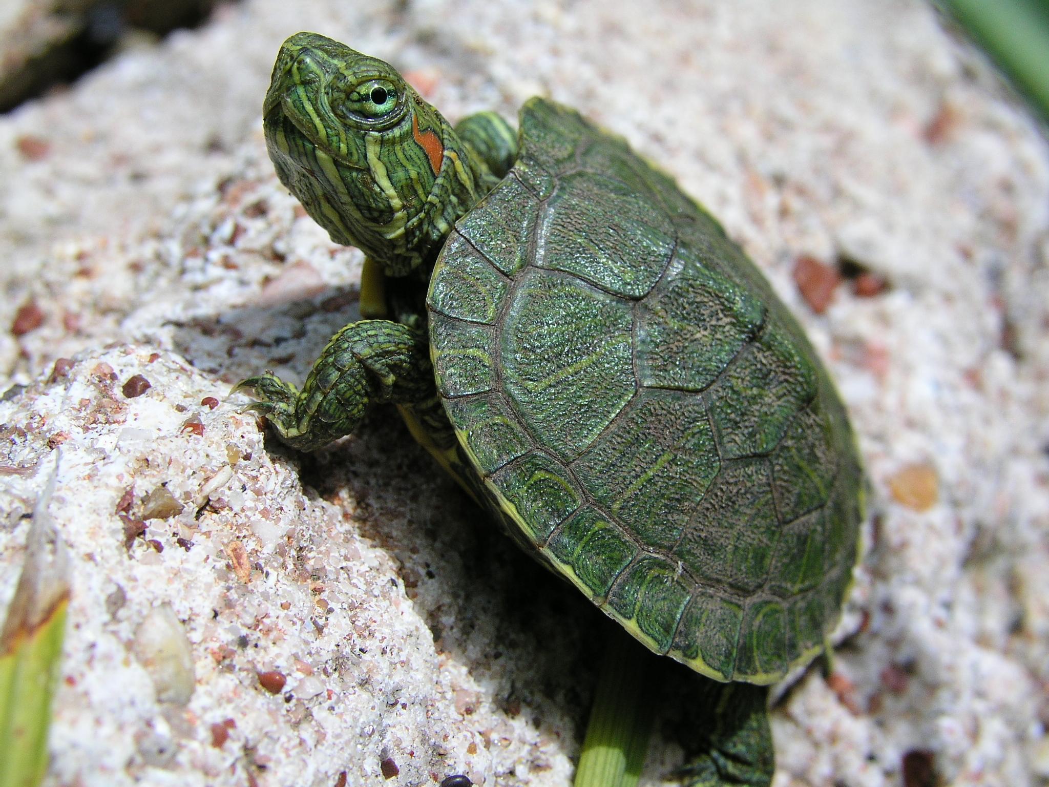 Wallpaper For > Baby Turtle Wallpaper HD