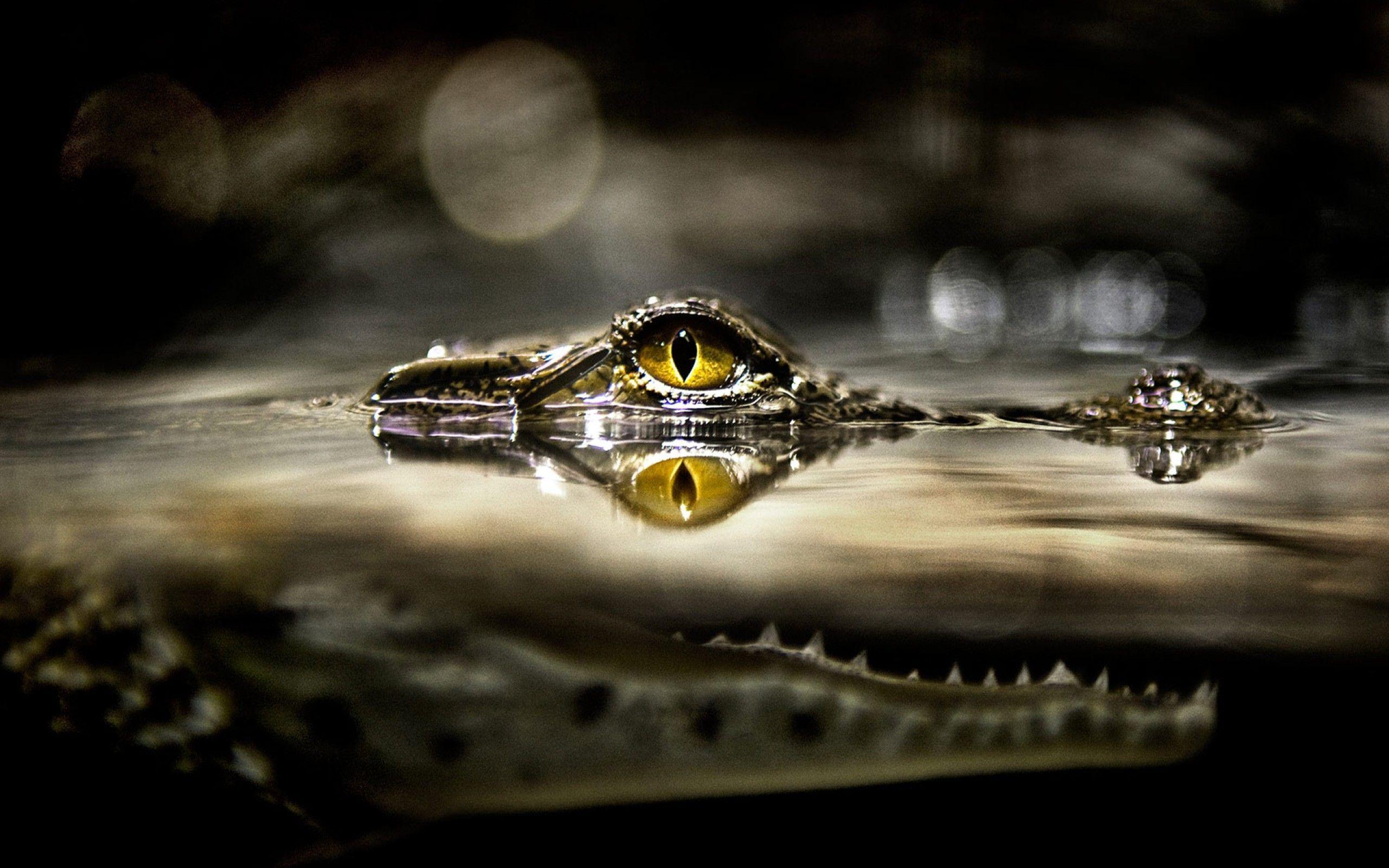 Alligator HD wallpaper